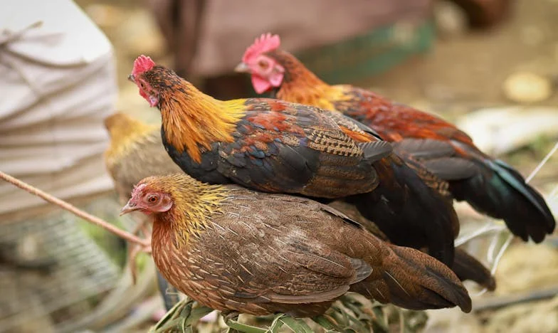 Tinha tantos planos para o fim de semana... E depois a minha sogra ligou
