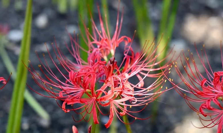 “Tu Não Agradeces Nada! Temos de Poupar!” – O Sermão da Minha Mãe e o Preço da Felicidade