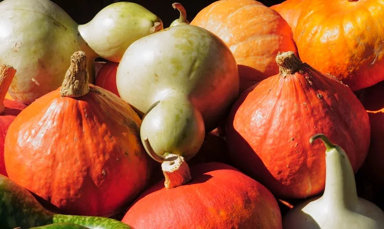 A proposta da minha sogra: entre a promessa de um lar e o abismo da desconfiança