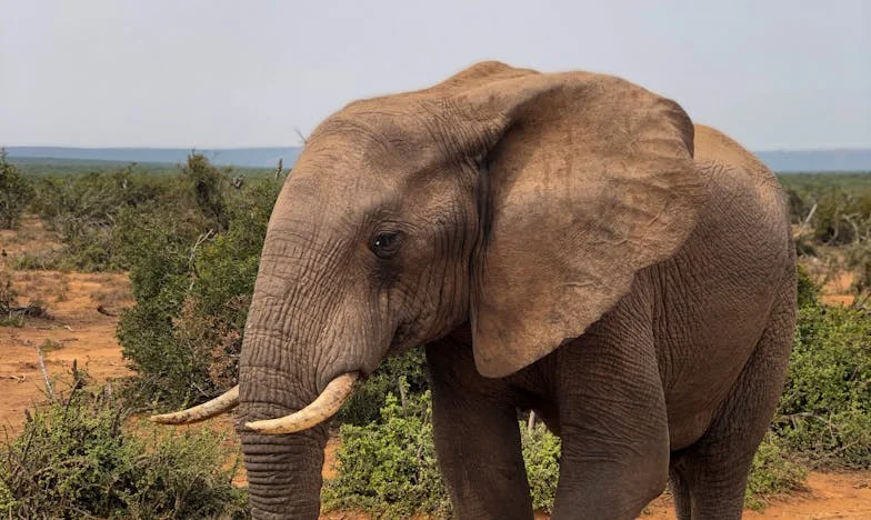 Atrás das Portas Fechadas – O Preço da Verdade em Família