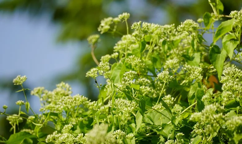 Casamento Simples, Família Complicada: Como Aprendi a Dizer 'Não'