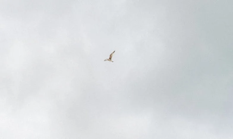 Cinco Anos Atrás, os Meus Sogros Pediram-me uma Quantia Enorme: Agora o Meu Marido Quer Perdoar a Dívida, Mas a Minha Mãe Diz Que Devemos Cobrar