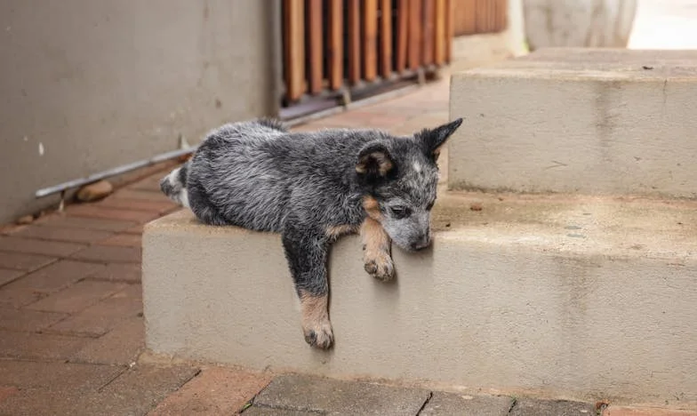 Dezoito anos de café e silêncio: A verdade que descobri quando o senhor António desapareceu