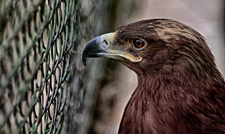 Entre Dois Mundos: Como Sobrevivi ao Meu Marido Filho da Mãe