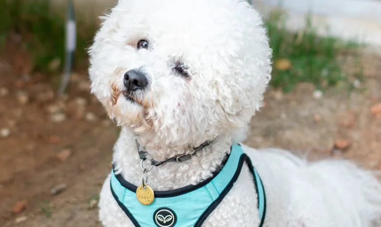 Entre Dois Mundos: O Silêncio Que Me Separou da Minha Mãe