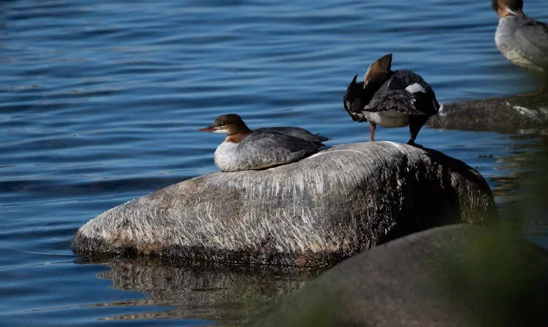 Entre o Amor de Mãe e os Limites do Meu Próprio Lar