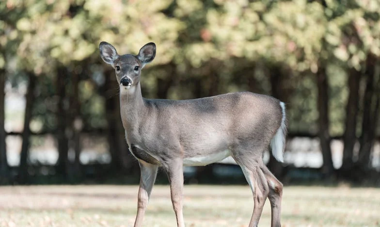 Filho, Quem És Tu? A Minha Luta Por Uma Família Que Não Escolhi