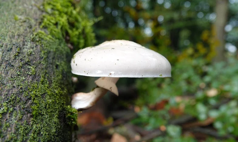 "Mãe, não aguento mais. Desculpa, mas preciso tirar-te as chaves de nossa casa" – Quando fiquei do lado da minha mulher contra a minha própria mãe