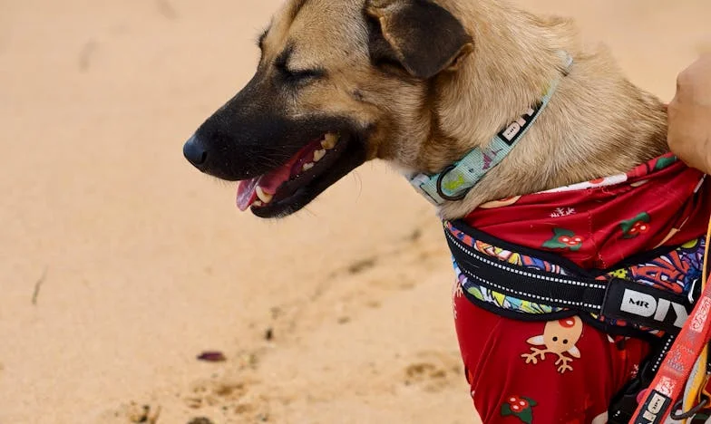 No Olhar de Inês: Entre o Amor e o Silêncio