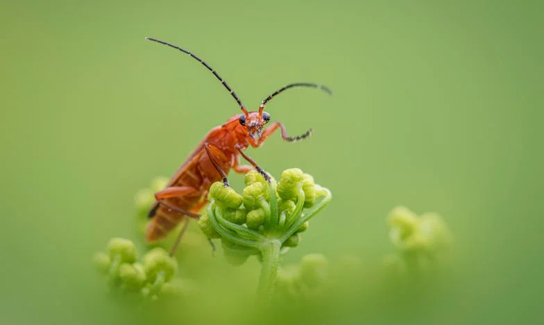 Noite de Trovoada: O Desespero de um Pai Só