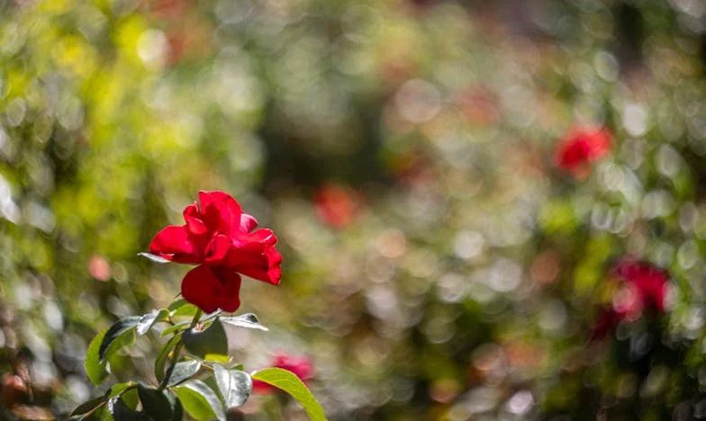 O Meu Filho Partiu, Mas Eu Não Consegui Virar as Costas ao Meu Neto