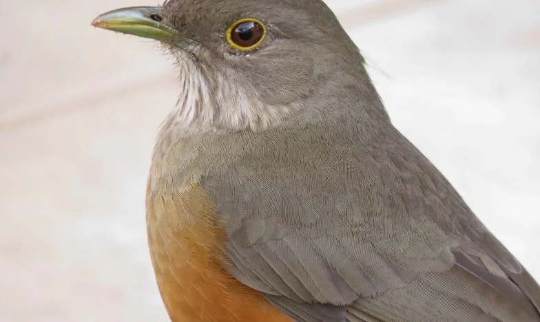 O Peso do Silêncio: Entre a Fé e a Solidão