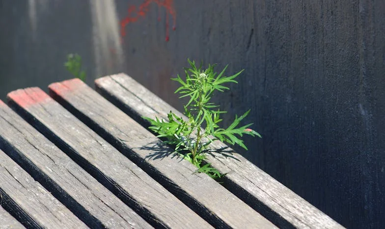 O Regime Militar da Minha Sogra: Entre a Fome e a Solidão – O Drama de uma Família Portuguesa