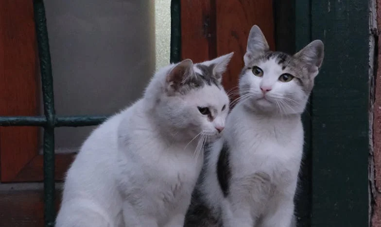 O Silêncio Entre Irmãos: Quando o Amor se Perde no Ruído da Inveja