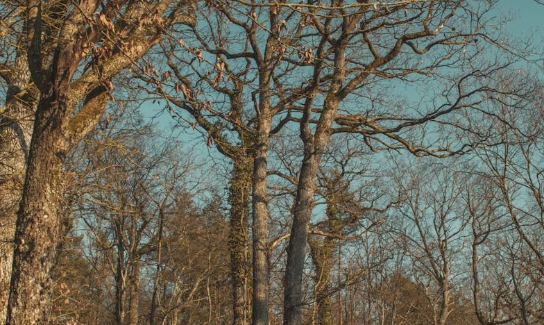 O Testamento da Minha Sogra Mudou Tudo: Segredos, Mágoas e o Preço da Verdade
