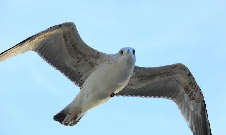 O Vizinho Indesejado: Quando as Fronteiras São Ultrapassadas – Uma História de Confiança e Desilusão
