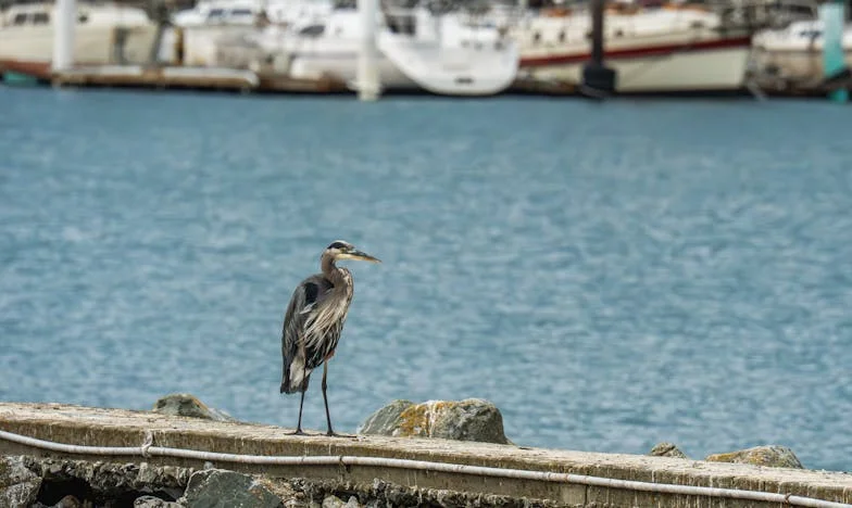 Quando a Verdade Veio do Outro Lado da Porta: A Traição de Ivan