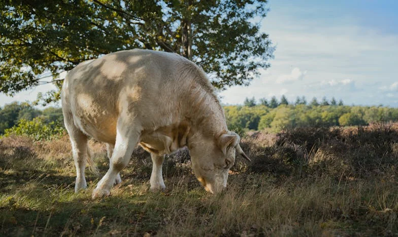 Quando o Meu Filho se Tornou um Estranho: Confissões de uma Mãe Lisboeta