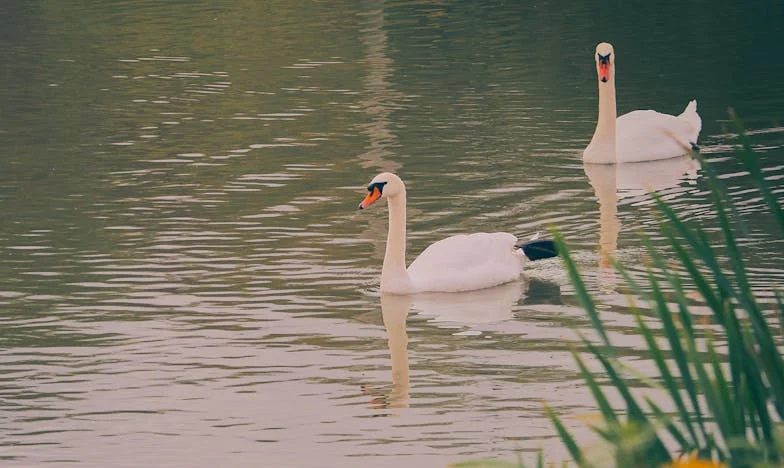 Silêncio de Inimigos: Quando o Vizinho se Torna uma Ameaça