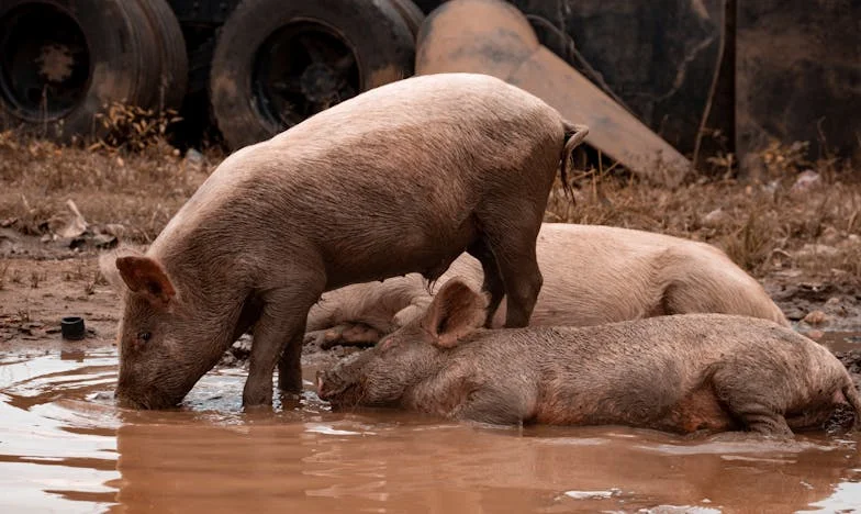 Sob o Telhado de Lusalite: A Minha Família Quase Me Quebrou