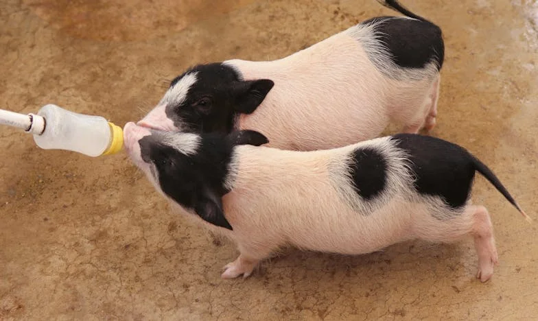 A Determinação de Júlia: Entre o Passado e o Futuro da Família