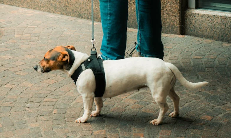 A noite em que perdi tudo: entre a traição e o recomeço