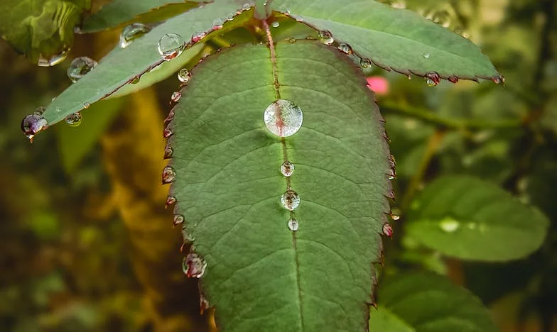 A Porta Fechada: O Silêncio Entre Mãe e Filho