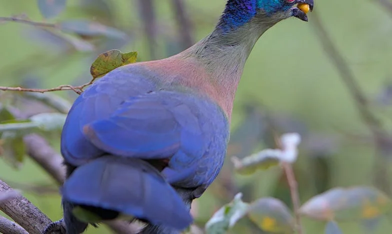 Abandonada à Porta da Maternidade: O Regresso de Miguel e a Dor do Perdão
