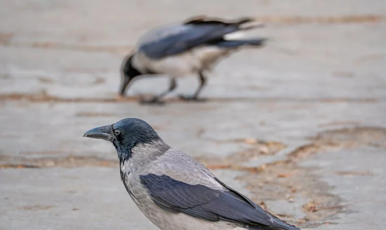 “Aceitei cuidar do meu neto só por uns dias”: Um mês depois, percebi que a minha vida nunca mais seria a mesma