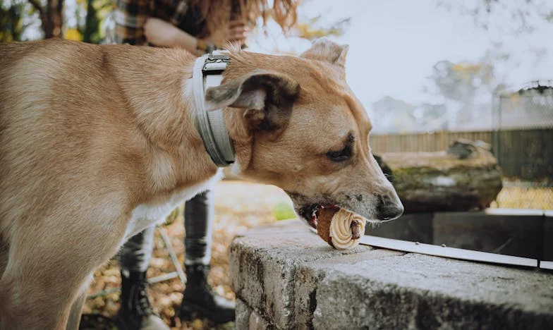 Coração Dividido: A História de uma Avó Entre o Amor e o Orgulho