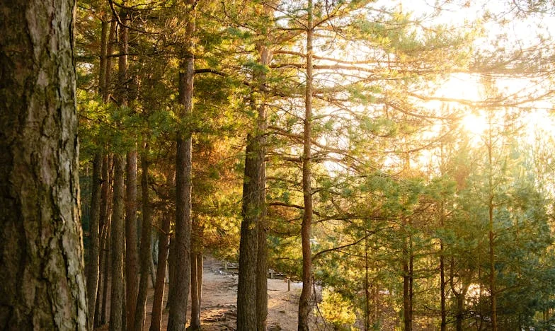 Dez anos de sonhos: O nosso filho e a proposta que mudou tudo