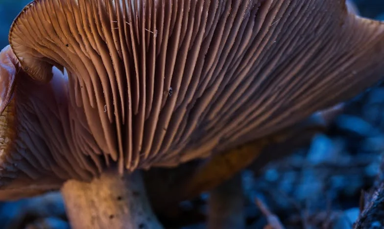 Dividi a Herança com o Meu Irmão — E Perdi Muito Mais do que Dinheiro