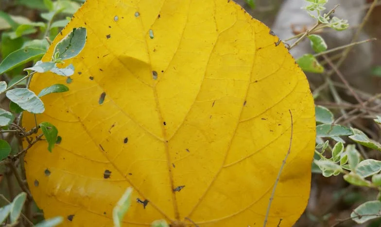 Entre Dois Mundos: O Ano em Que Tudo Mudou