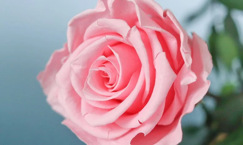 Expulsei a tia do meu marido da nossa casa – A ousadia dela ultrapassou todos os limites, mas será que fui eu a errada?