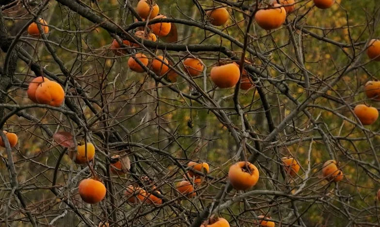 "Maria, não chores. Eu não volto para casa." – A história de uma portuguesa entre o amor e a solidão