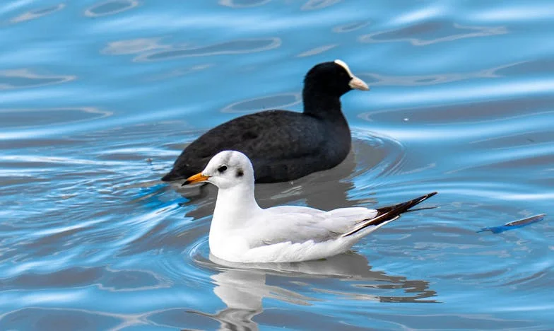 Não corras, Mariana: a felicidade não foge – A fuga de uma noiva da família sufocante do seu noivo