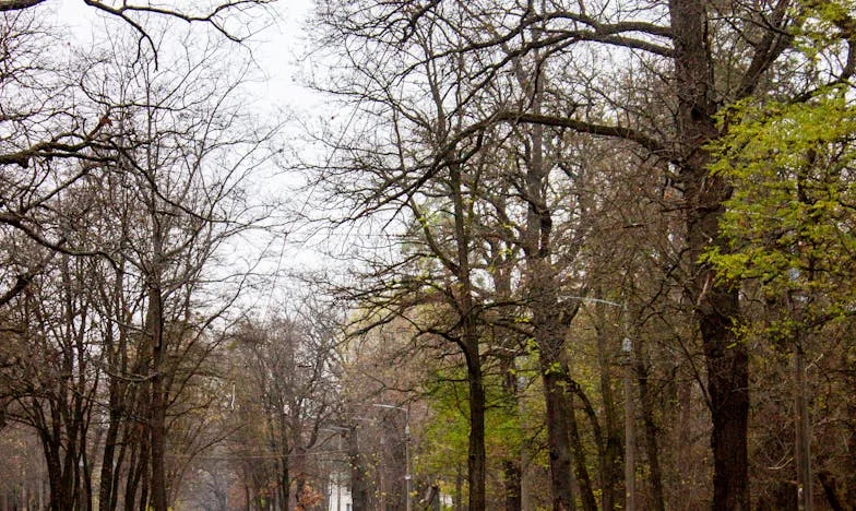 No Labirinto da Minha Própria Bondade: Quando Ajudar a Família se Torna um Peso