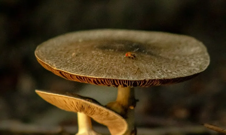 Nunca Contei à Minha Mãe Que Estava Grávida – Uma Herança Que Mudou Tudo