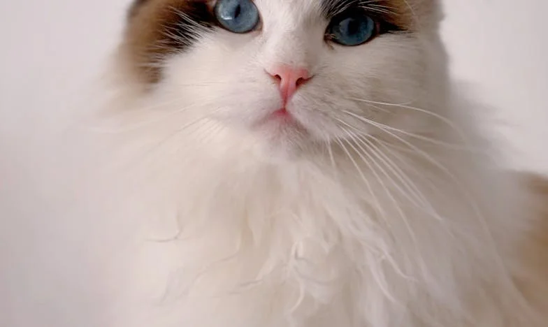 O Aniversário Que Mudou Tudo: Entre Panelas e Silêncios