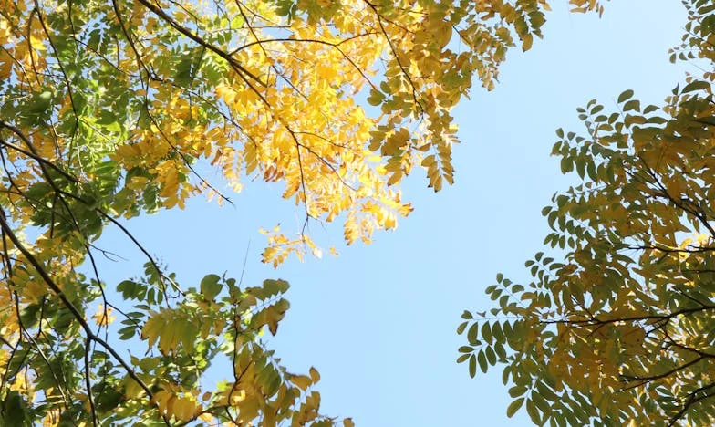 O Dia em Que o Meu Casamento Se Tornou Um Campo de Batalha Familiar