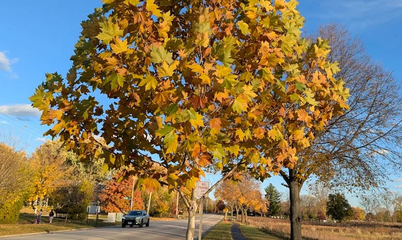 O Dia em que os Meus Filhos se Sentaram à Grande Ceia: Um Jantar que Mudou Tudo