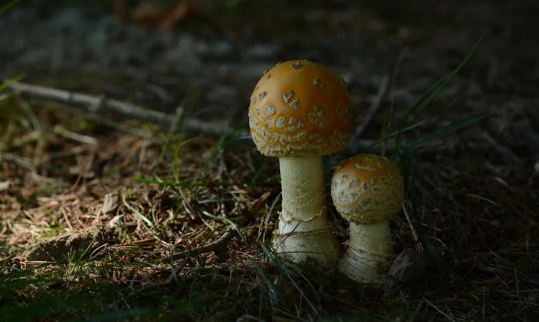 O Meu Irmão Pede-me Uma Segunda Oportunidade: Entre o Perdão e a Traição