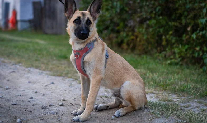 O Peso das Comparações: A História de Ana e Ricardo