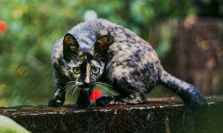 O Preço do Silêncio: Como Me Tornei Estranha na Minha Própria Casa