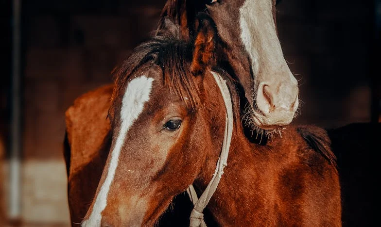 O Preço do Tempo Não Correspondido: A História de Inês