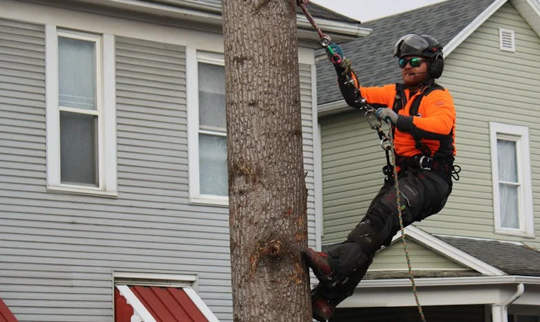 O Regresso de Rui: Entre o Perdão e a Dor