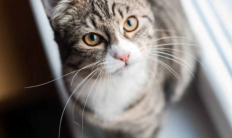 O Silêncio das Dívidas: Uma Mãe, Um Filho e o Peso dos Segredos