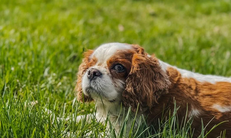 Os Pecados do Meu Pai: Verdades à Mesa de Domingo