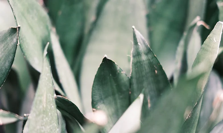Quando a Família Vira as Costas: O Aniversário que Mudou Tudo