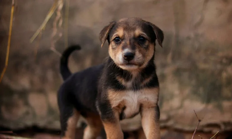 Quando o meu marido me apresentou a conta: Confissões de uma esposa portuguesa